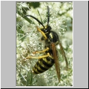 Dolichovespula saxonica -Saechsische Wespe 07.jpg